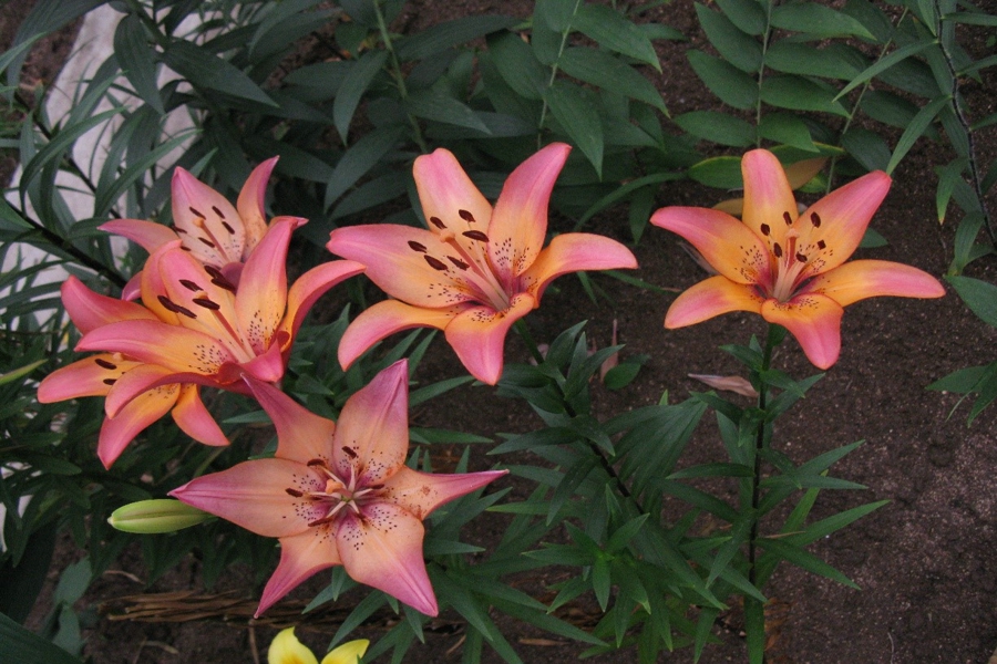 文雅王子 文雅王子