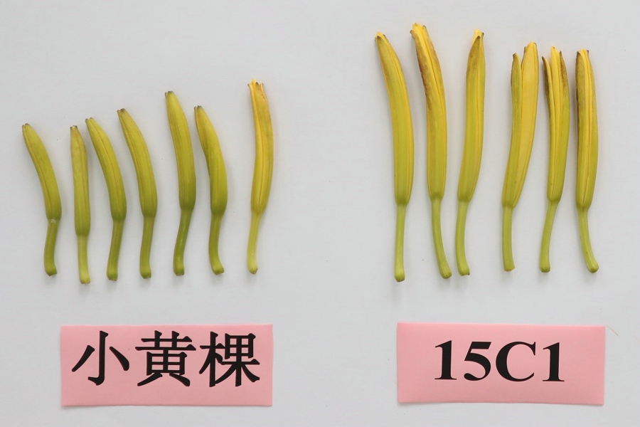迁金1号 迁金1号