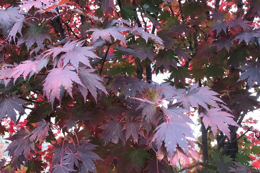 紫华梦幻 紫华梦幻