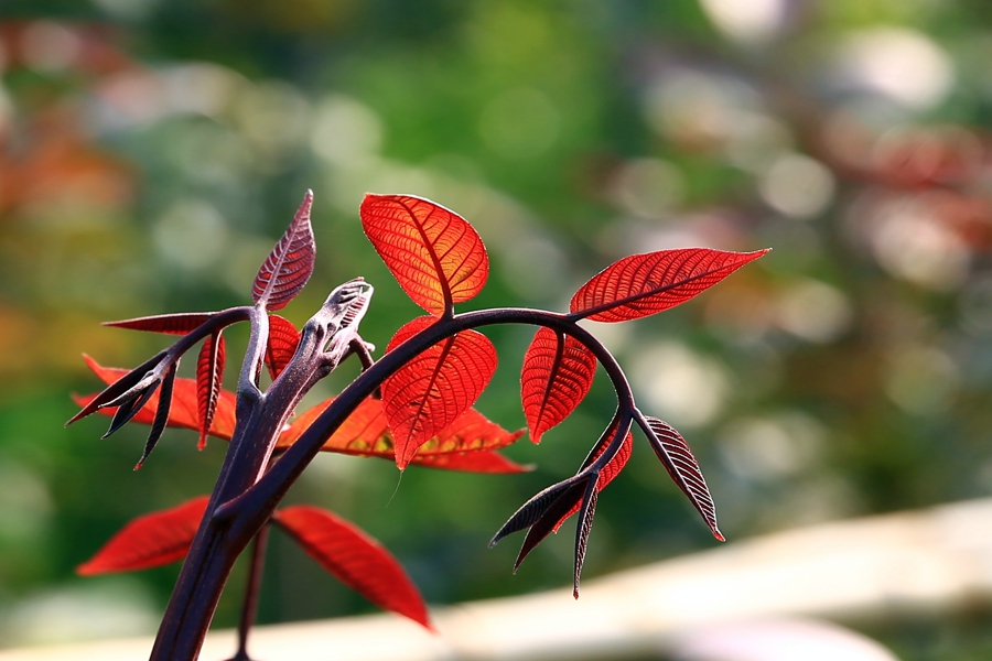 紫京核桃 紫京核桃