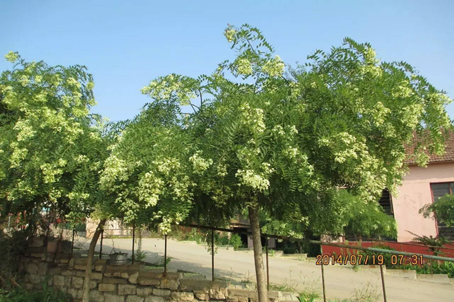 平安槐