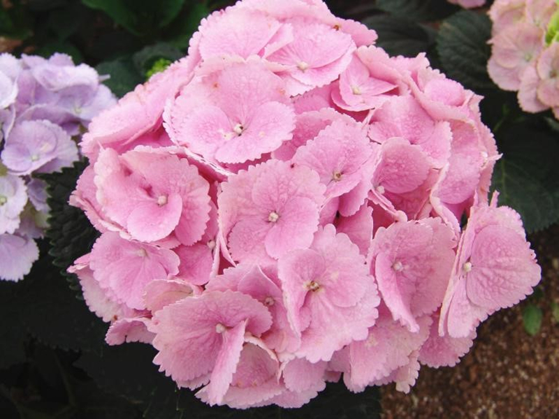 人面桃花绣球