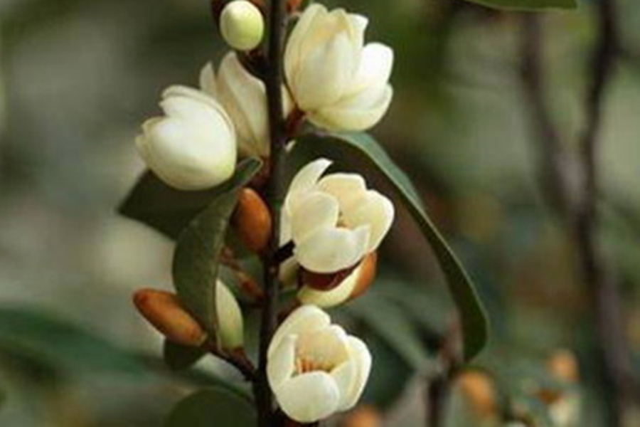 玉壶含笑_副本 玉壶含笑