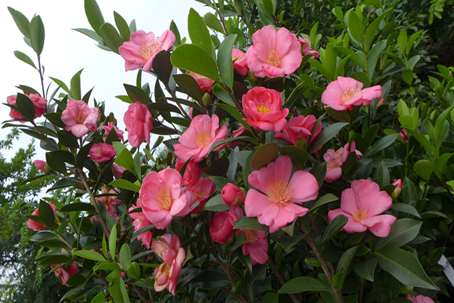 1、夏日粉裙群花_副本 夏日粉裙