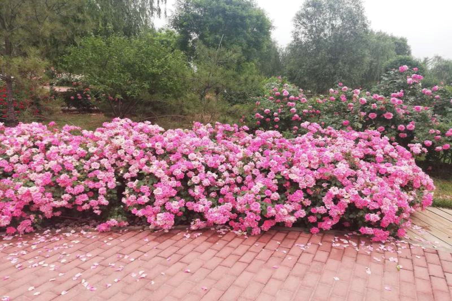 1_20 粉花毯