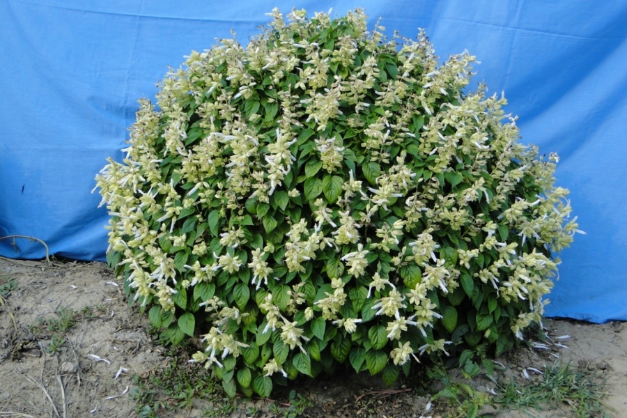 彩铃白 彩玲白