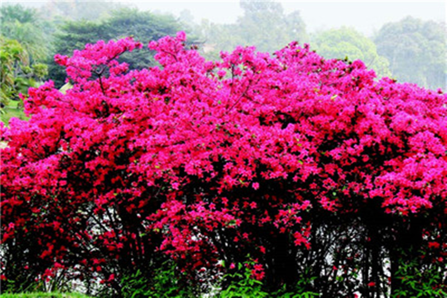 红艳艳_副本 红艳艳