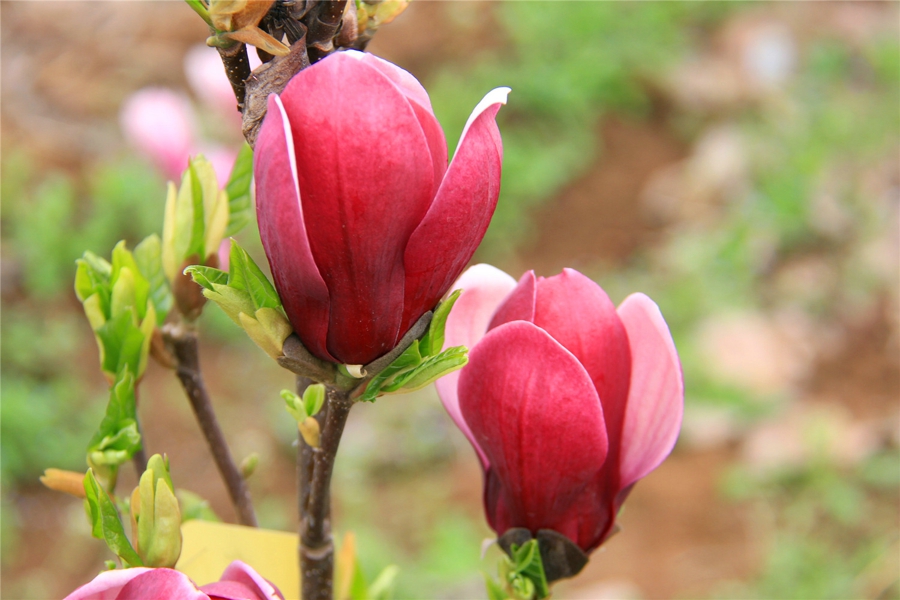 紫玉-2014.3.30西安 紫玉