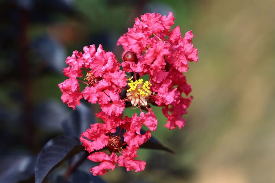 紫韵紫薇_副本 ‘紫韵’紫薇