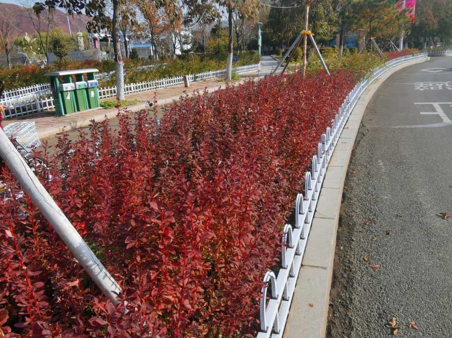 冰川红叶