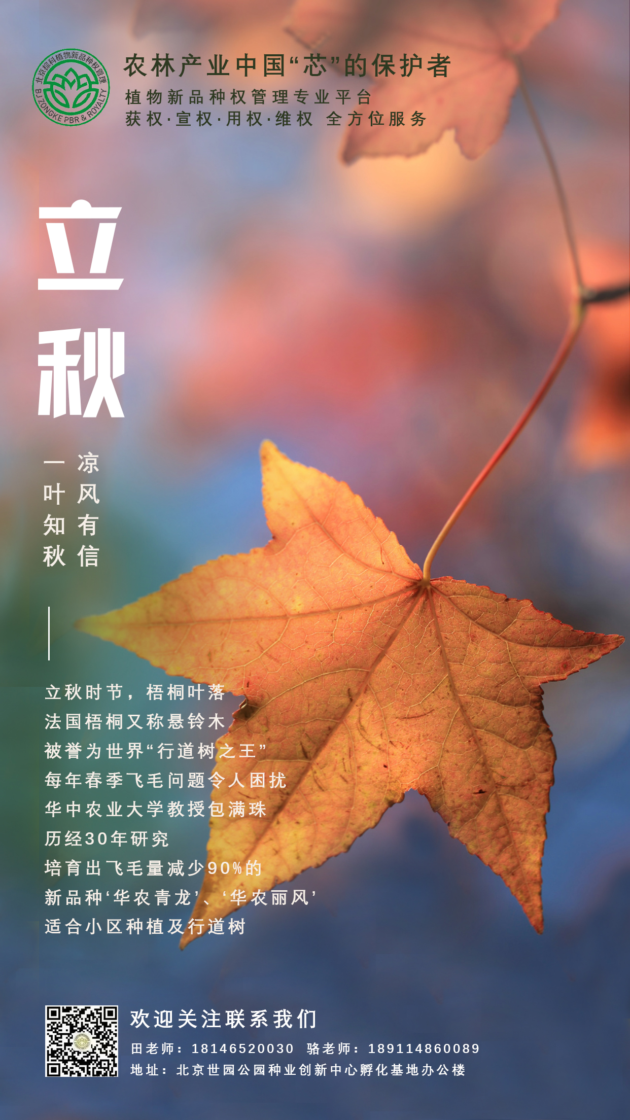 节气海报大暑