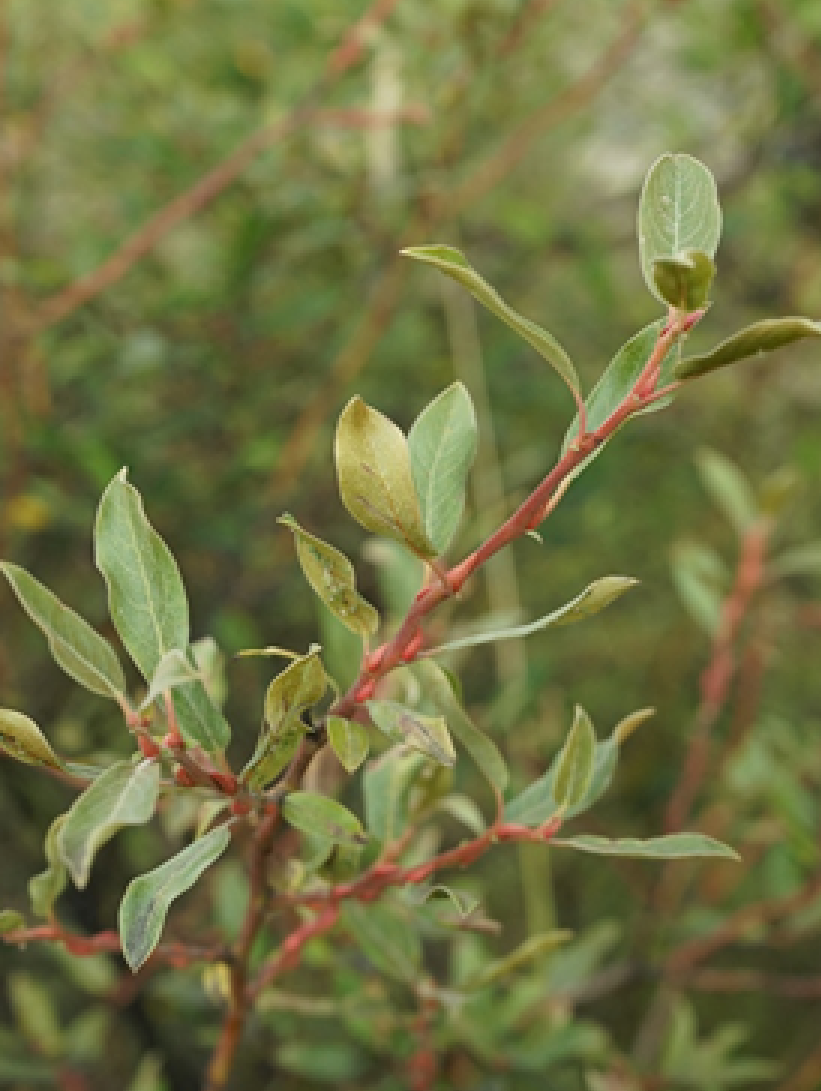 图片19 高原茸柳