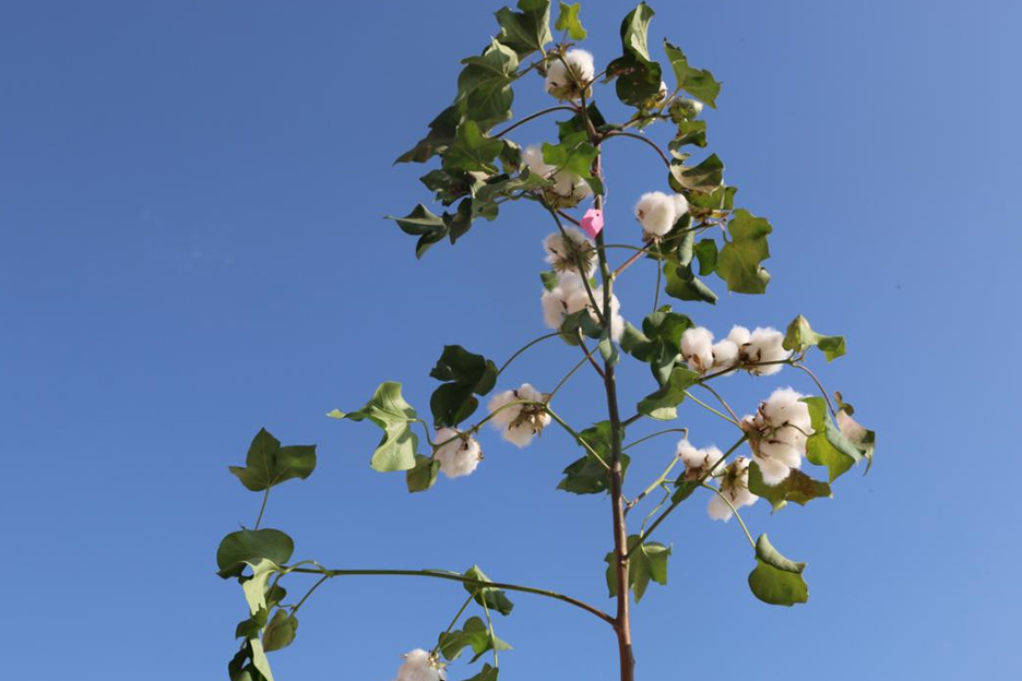 中8886(棉花) 中8886(棉花)