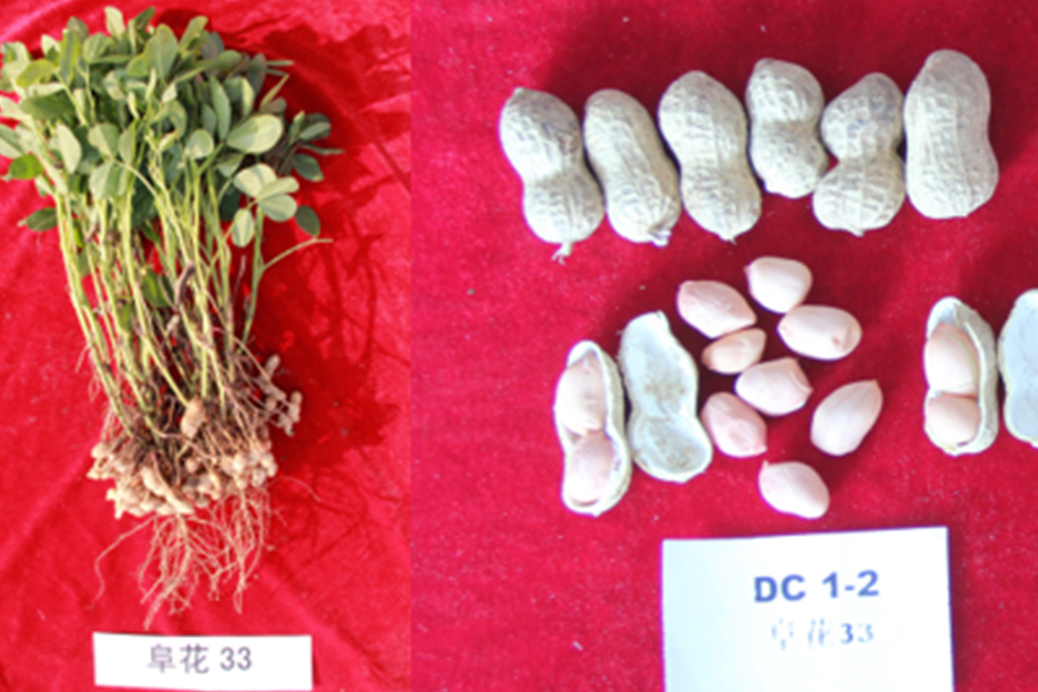 阜花33(花生,图片不好) 阜花33(花生)