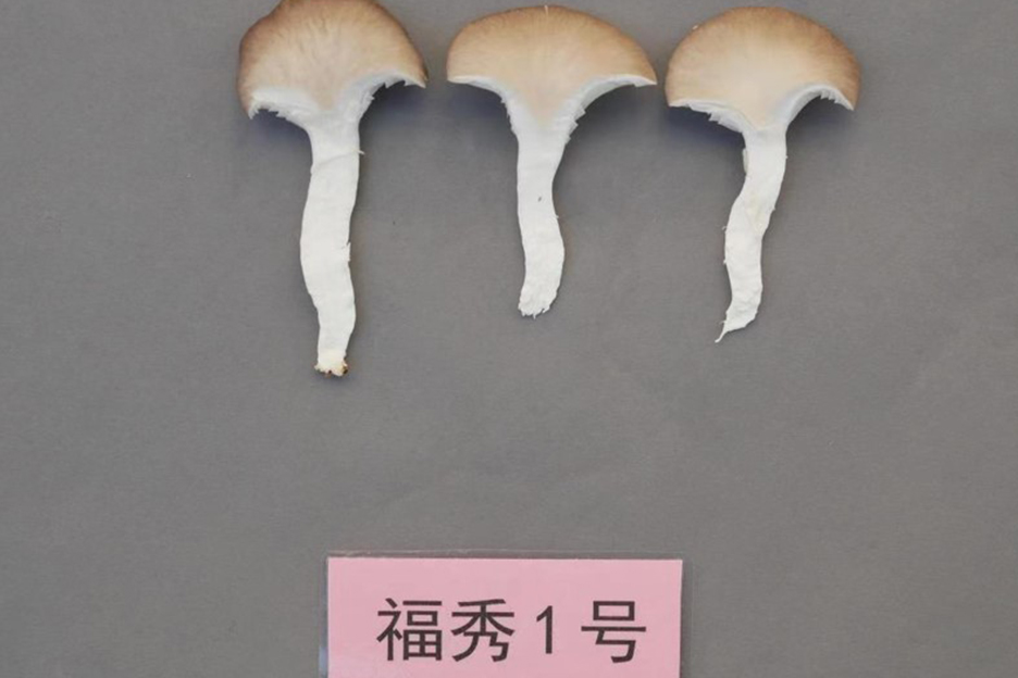 福秀1号(秀珍菇,深秋初冬) 福秀1号(秀珍菇)