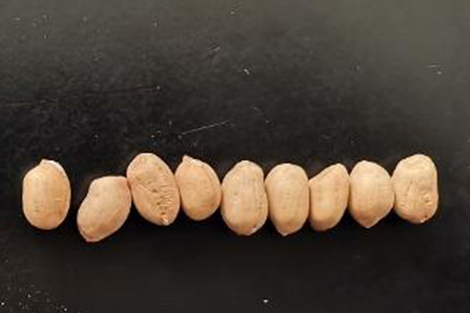 阜花33(花生,图片不好)2 阜花33(花生)