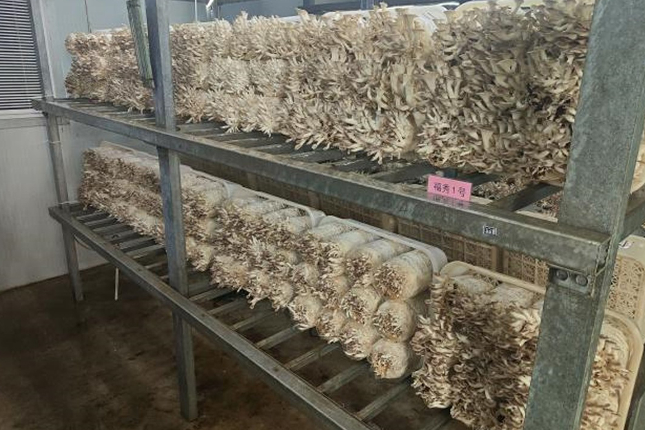 福秀1号(秀珍菇,深秋初冬)1 福秀1号(秀珍菇)