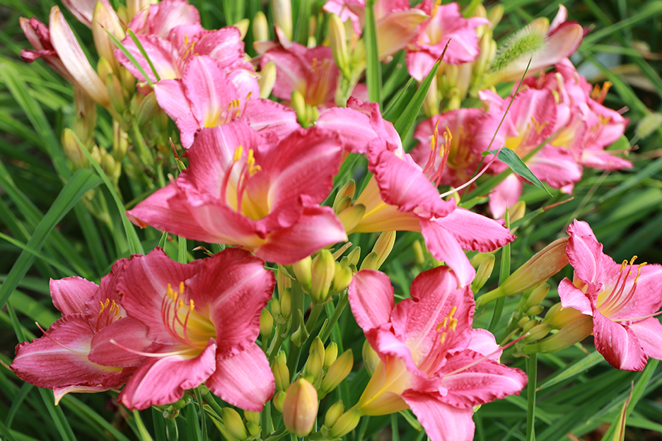 晨萱1 晨萱(萱草)