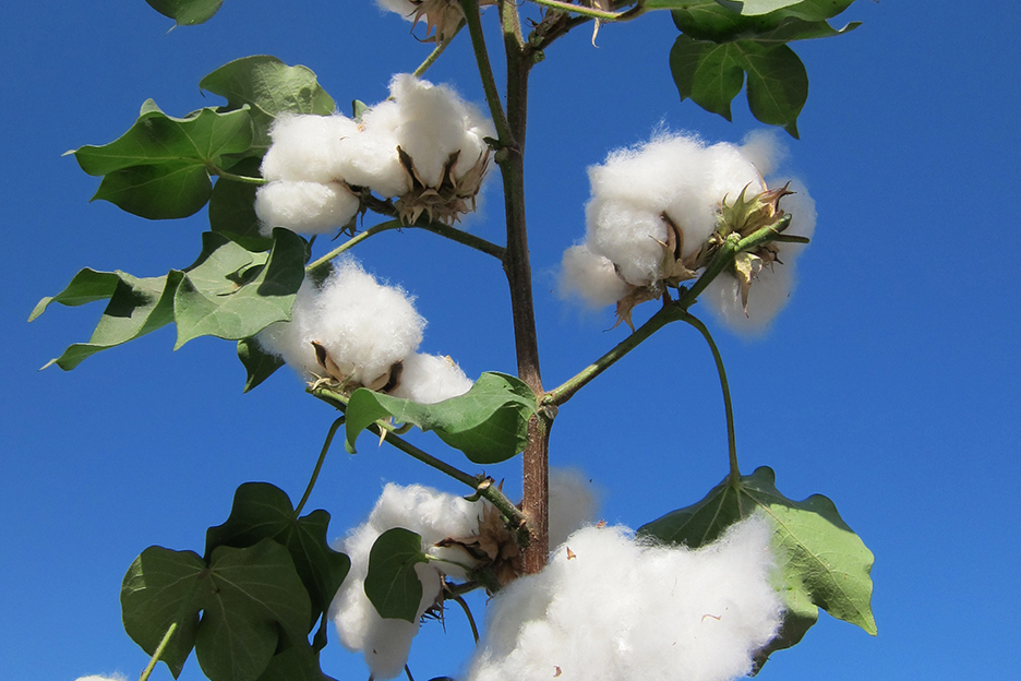 中7700(棉花) 中7700(棉花)