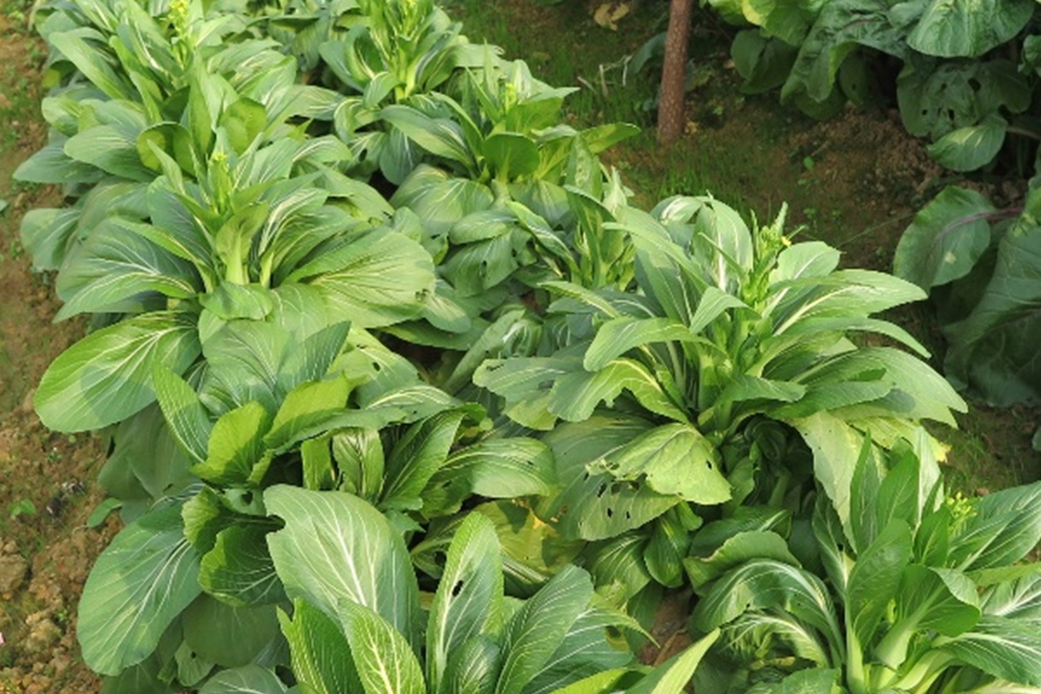 青芸2号(不结球白菜,深秋初冬)1 青芸2号(不结球白菜)