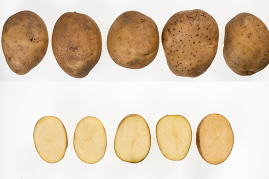 Crop60 Crop60(马铃薯)