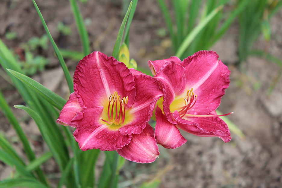 晨萱 晨萱(萱草)