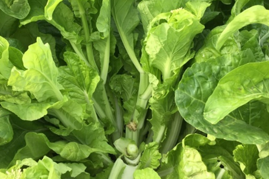 青芸1号(不结球白菜,深秋初冬)2 青芸1号(不结球白菜)