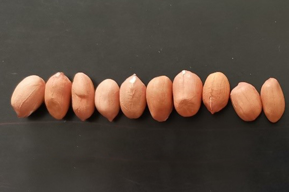 阜花36(花生,图片不好)1 阜花36(花生)