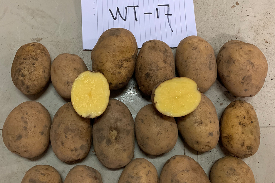 沃土17号 沃土17号(马铃薯)