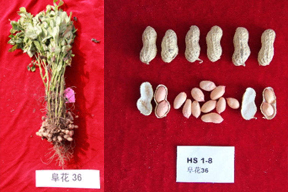 阜花36(花生,图片不好) 阜花36(花生)