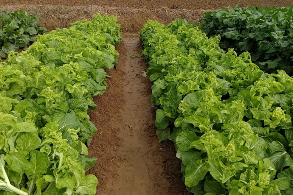 青芸1号(不结球白菜,深秋初冬) 青芸1号(不结球白菜)