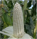 f_9c7c5dc1e9dce917721eb4b146ca4624.png