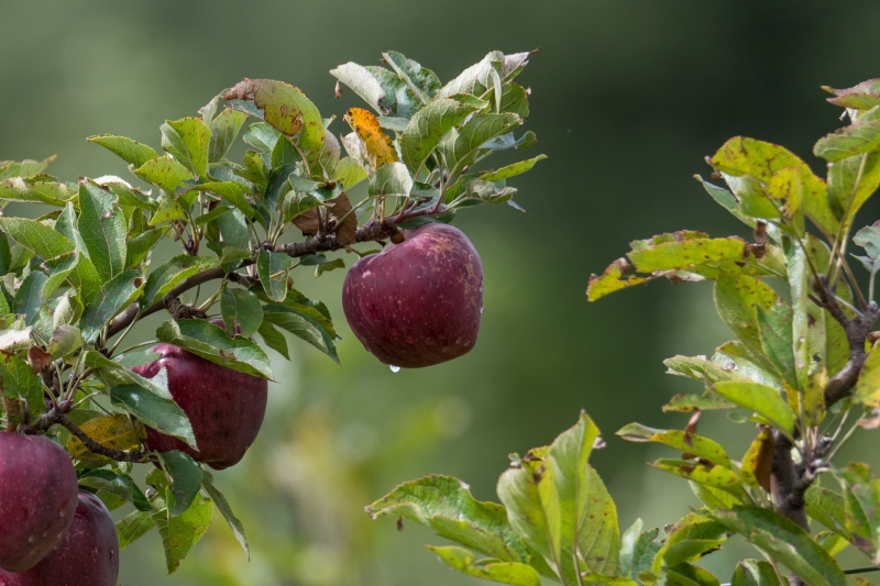 johnnaturephotos-apple-7739714